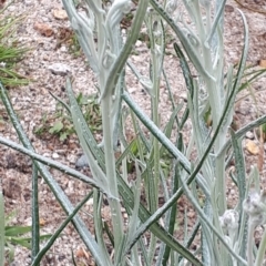 Senecio quadridentatus at Yaouk, NSW - 5 Nov 2023