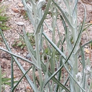 Senecio quadridentatus at Yaouk, NSW - 5 Nov 2023