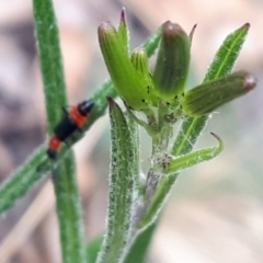 Senecio prenanthoides (Common Forest Fireweed) at Yaouk, NSW - 5 Nov 2023 by Janet