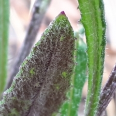 Senecio prenanthoides at Yaouk, NSW - 5 Nov 2023