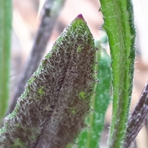 Senecio prenanthoides at Yaouk, NSW - 5 Nov 2023