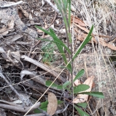 Senecio prenanthoides at Yaouk, NSW - 5 Nov 2023