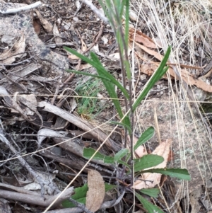 Senecio prenanthoides at Yaouk, NSW - 5 Nov 2023