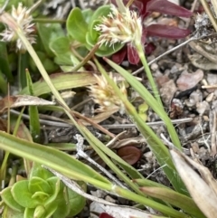 Luzula meridionalis (Common Woodrush) at Rendezvous Creek, ACT - 12 Nov 2023 by JaneR