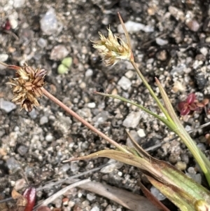 Luzula meridionalis at Namadgi National Park - 12 Nov 2023