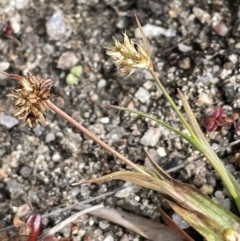 Luzula meridionalis at Namadgi National Park - 12 Nov 2023