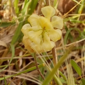 Trifolium campestre at Birrigai - 23 Oct 2023