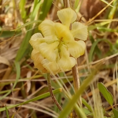 Trifolium campestre (Hop Clover) at Birrigai - 23 Oct 2023 by jac