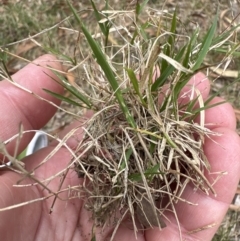 Microlaena stipoides at Kangaroo Valley, NSW - 12 Nov 2023 by lbradley