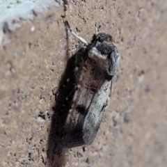 Agrotis porphyricollis at Sullivans Creek, Lyneham South - 13 Nov 2023 10:11 AM