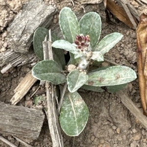 Gamochaeta calviceps at Kangaroo Valley, NSW - suppressed