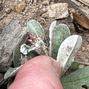 Gamochaeta calviceps at Kangaroo Valley, NSW - 13 Nov 2023