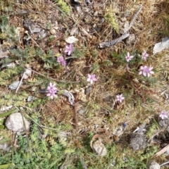 Erodium cicutarium (Common Storksbill, Common Crowfoot) at Birrigai - 23 Oct 2023 by jac