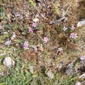 Erodium cicutarium at Birrigai - 23 Oct 2023 10:30 AM