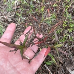 Persicaria decipiens (Slender Knotweed) at Kangaroo Valley, NSW - 12 Nov 2023 by lbradley