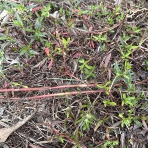 Persicaria decipiens at Kangaroo Valley, NSW - suppressed