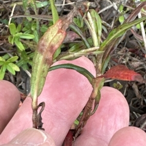 Persicaria decipiens at Kangaroo Valley, NSW - suppressed