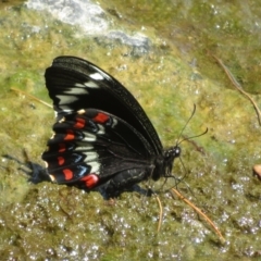 Papilio aegeus (Orchard Swallowtail, Large Citrus Butterfly) at Evatt, ACT - 12 Nov 2023 by Christine