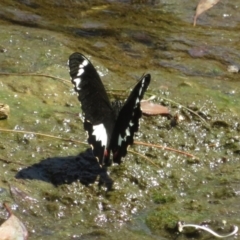 Papilio aegeus at Evatt, ACT - 12 Nov 2023 11:51 AM