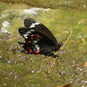 Papilio aegeus at Evatt, ACT - 12 Nov 2023