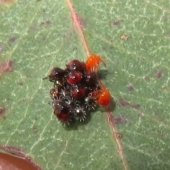 Oechalia schellenbergii (Spined Predatory Shield Bug) at Symonston, ACT - 6 Nov 2023 by Christine