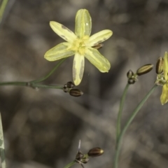 Tricoryne elatior (Yellow Rush Lily) at Blue Devil Grassland, Umbagong Park (BDG) - 10 Nov 2023 by kasiaaus