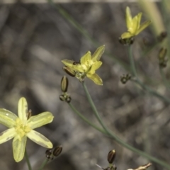 Tricoryne elatior at Blue Devil Grassland, Umbagong Park (BDG) - 10 Nov 2023