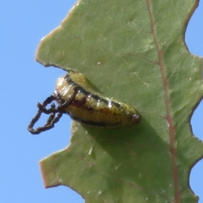 Gonipterus scutellatus (Eucalyptus snout beetle, gum tree weevil) at Symonston, ACT - 6 Nov 2023 by Christine