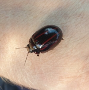 Paropsisterna nigerrima at Brindabella National Park - 12 Nov 2023 08:33 AM