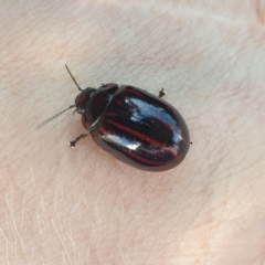 Paropsisterna nigerrima at Brindabella National Park - 12 Nov 2023