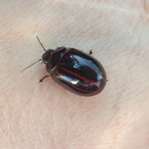 Paropsisterna nigerrima at Brindabella National Park - 12 Nov 2023