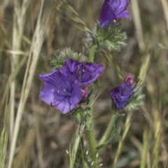 Echium plantagineum at Jarramlee North (JRN) - 6 Nov 2023