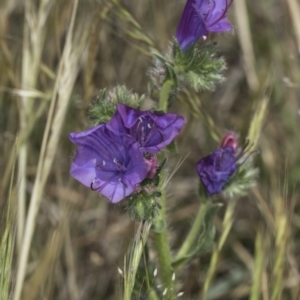 Echium plantagineum at Jarramlee North (JRN) - 6 Nov 2023