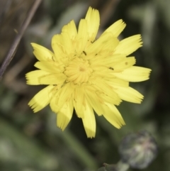 Hypochaeris radicata (Cat's Ear, Flatweed) at Belconnen, ACT - 6 Nov 2023 by kasiaaus