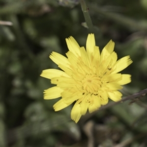 Hypochaeris radicata at Jarramlee North (JRN) - 6 Nov 2023