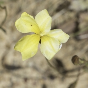 Goodenia pinnatifida at Jarramlee North (JRN) - 6 Nov 2023 11:19 AM