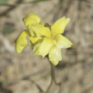 Goodenia pinnatifida at Jarramlee North (JRN) - 6 Nov 2023