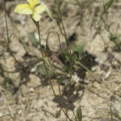 Goodenia pinnatifida at Jarramlee North (JRN) - 6 Nov 2023 11:19 AM