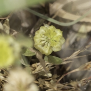 Trifolium campestre at Jarramlee North (JRN) - 6 Nov 2023