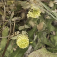 Trifolium campestre at Jarramlee North (JRN) - 6 Nov 2023