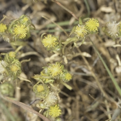 Triptilodiscus pygmaeus (Annual Daisy) at Jarramlee-West MacGregor Grasslands - 6 Nov 2023 by kasiaaus