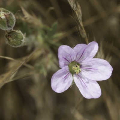 Erodium botrys (Long Storksbill) at Jarramlee North (JRN) - 6 Nov 2023 by kasiaaus