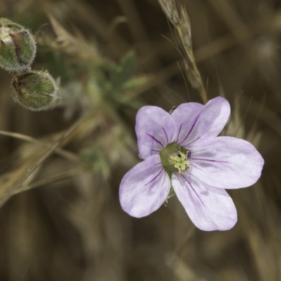 Erodium botrys (Long Storksbill) at Belconnen, ACT - 6 Nov 2023 by kasiaaus