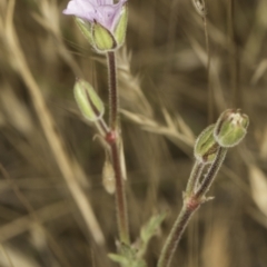 Erodium botrys at Jarramlee North (JRN) - 6 Nov 2023 11:26 AM