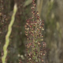 Rumex acetosella (Sheep Sorrel) at Jarramlee North (JRN) - 6 Nov 2023 by kasiaaus