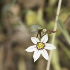 Sisyrinchium micranthum (Blue Pigroot) at Jarramlee-West MacGregor Grasslands - 6 Nov 2023 by kasiaaus