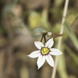 Sisyrinchium micranthum at Jarramlee North (JRN) - 6 Nov 2023