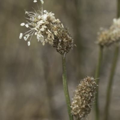 Plantago lanceolata (Ribwort Plantain, Lamb's Tongues) at Jarramlee-West MacGregor Grasslands - 6 Nov 2023 by kasiaaus