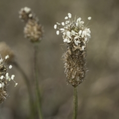 Plantago lanceolata at Jarramlee North (JRN) - 6 Nov 2023