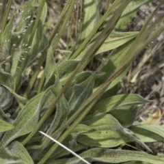 Plantago lanceolata at Jarramlee North (JRN) - 6 Nov 2023